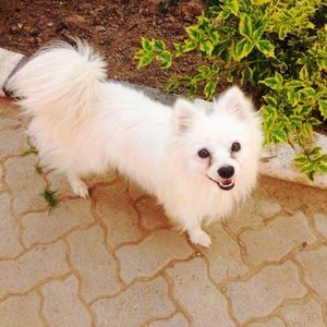 Meet your Posher, Tiffany